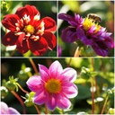 Dahlia Bee Mix Pink-Red 4 ST - ORG