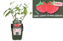 Raspberry Sweet Sister bush - ORG