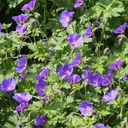 Geranium Johnsons Blue - Cranebsill - ORG