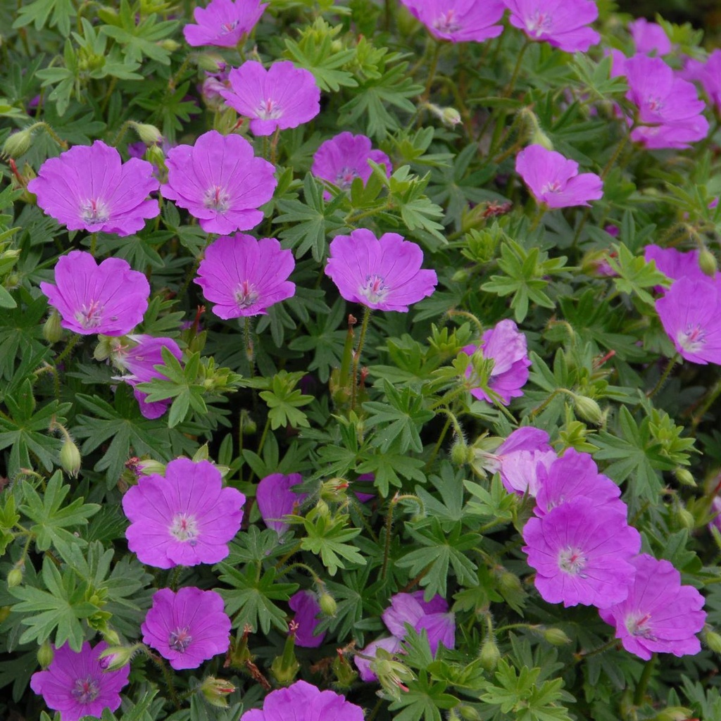 Geranium Sanguineum - Cranebsill - ORG