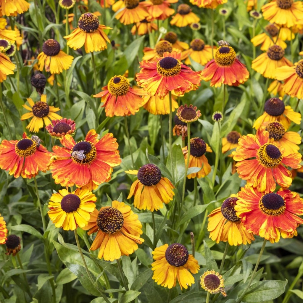 Helenium Sahins Early Flowerer - Sneezeweed - ORG