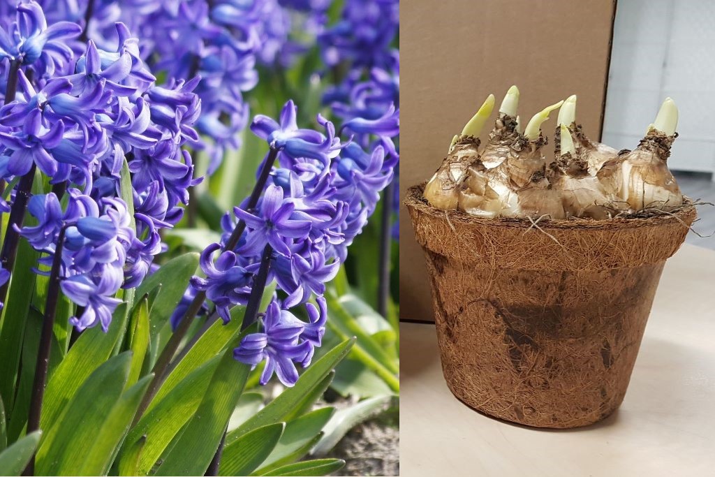 Potted Blue Delft Hyacinth - ORG