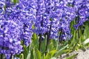 Hyacinthus Blue Star - ORG