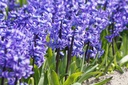 Hyacinthus Blue Star - ORG