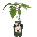 Kiwi Jenny Shrub - ORG