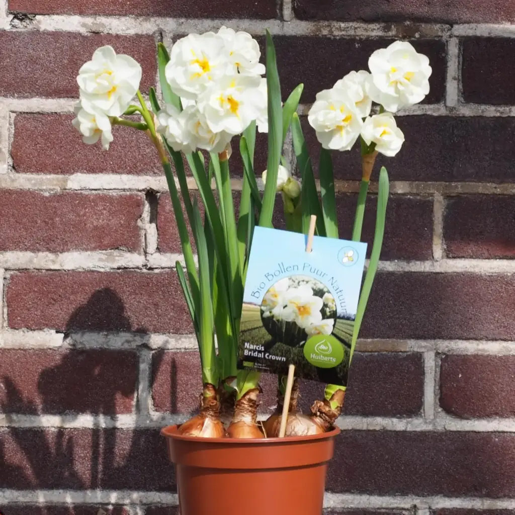 Potted Daffodil Bridal Crown - ORG