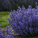 Nepeta Cats Pyjamas - Catmint - ORG