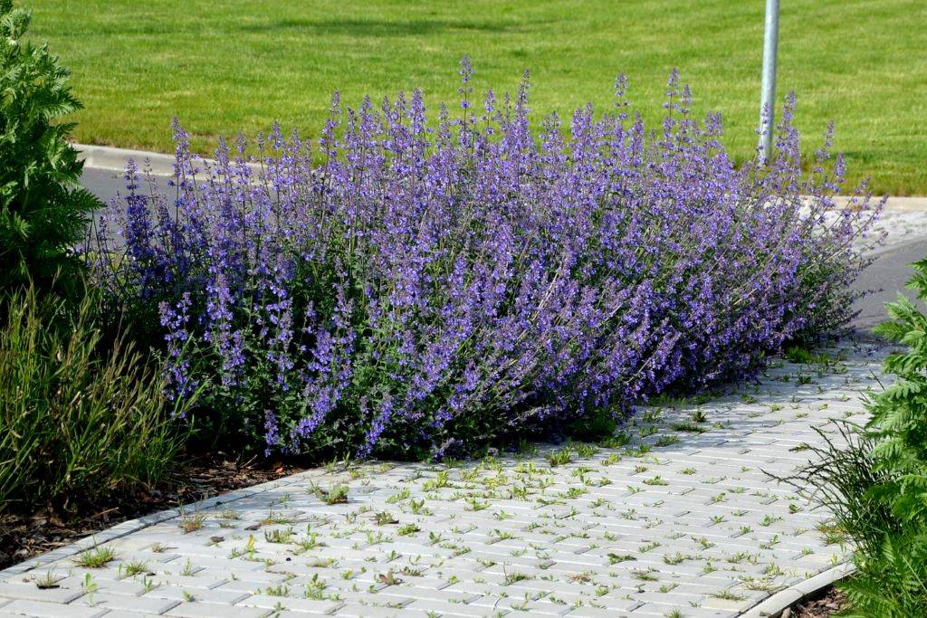 Nepeta Walkers Low - Catmint - BIO