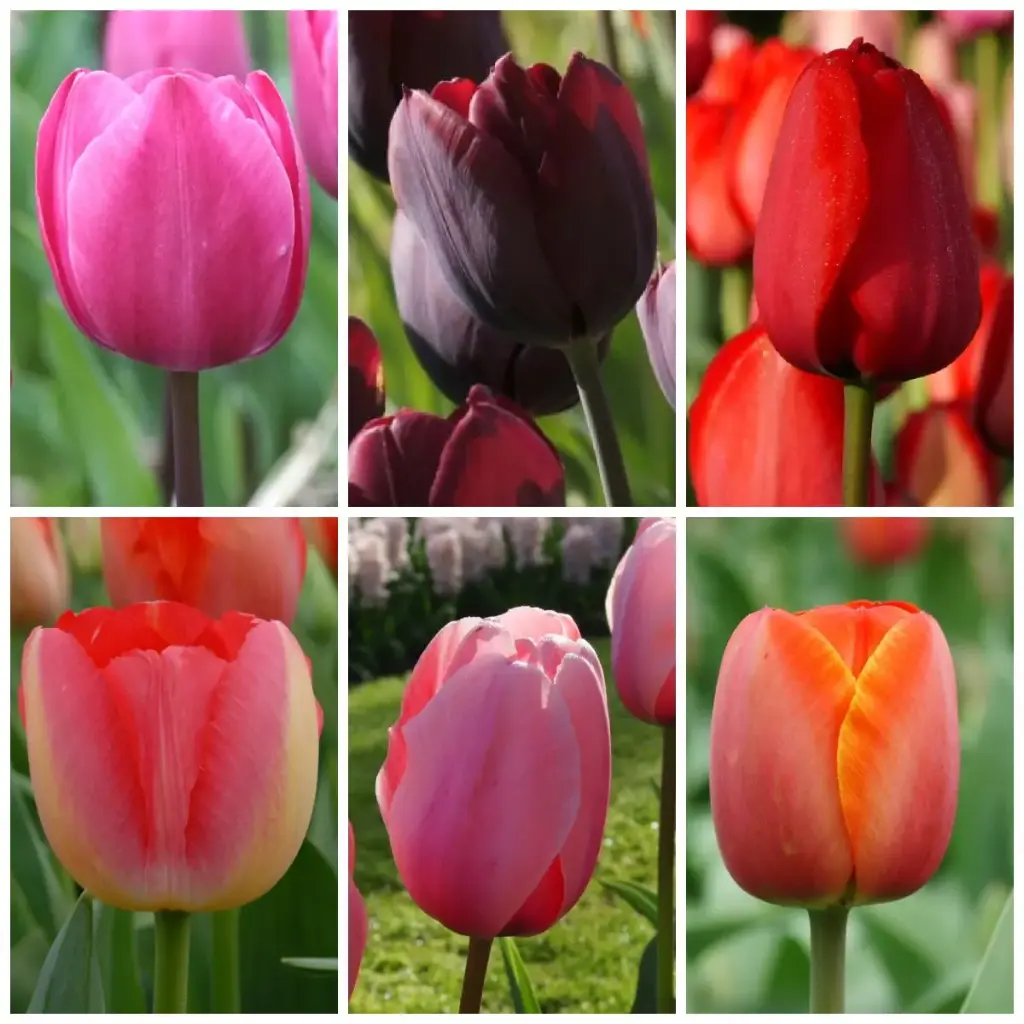 Collection Tall Tulips - ORG
