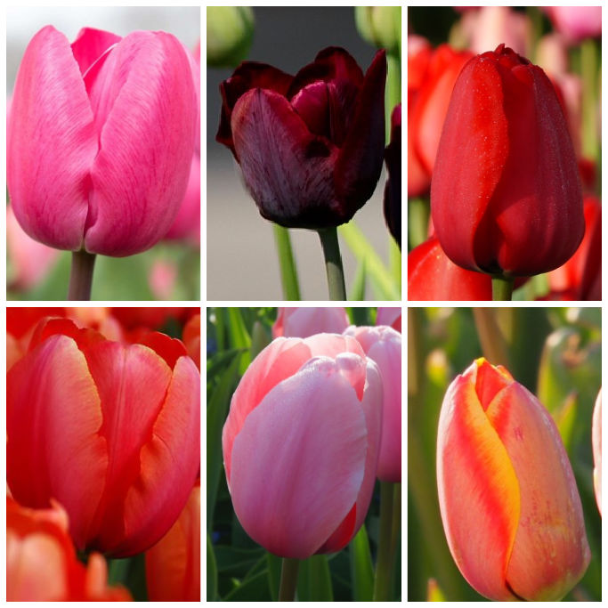 Collection Tall Tulips - ORG