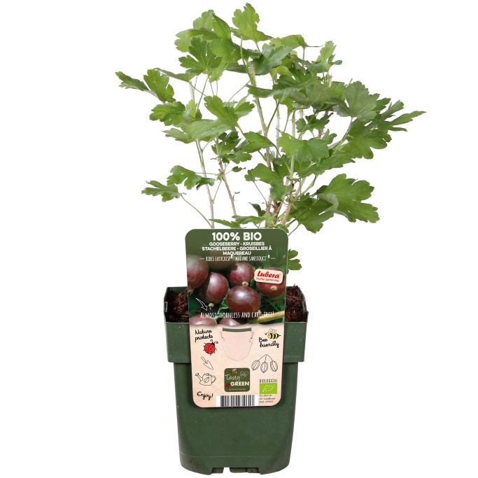 Rode kruisbes struik - BIO