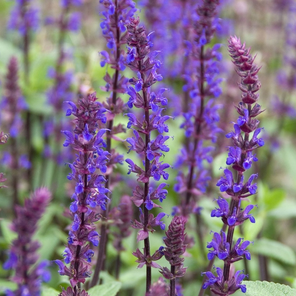 Salvia Caradonna - Woodland Sage - ORG