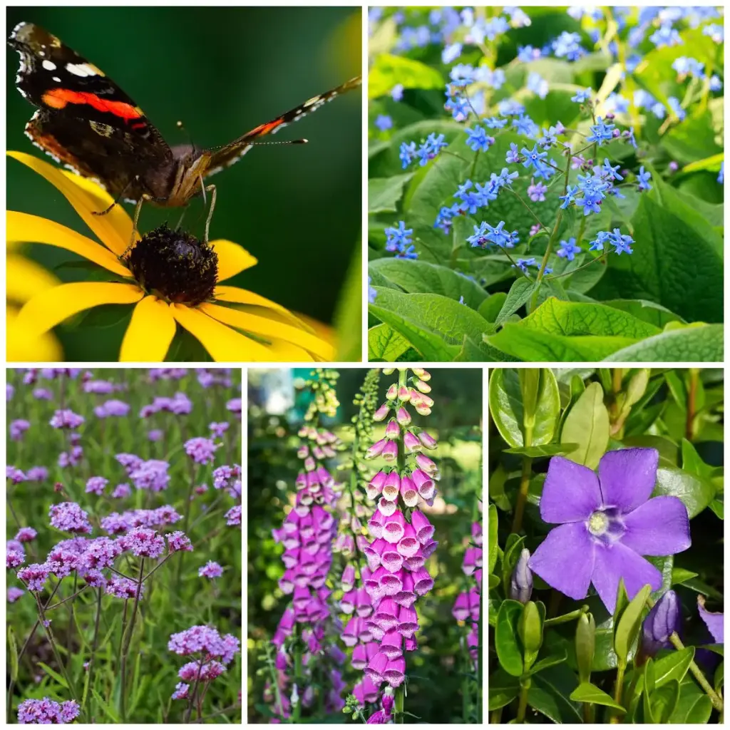 Cool Corner Perennial Garden - ORG