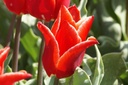 Tulipa Lilystar - ORG