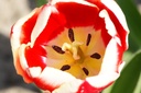 Tulipa My Favourite - ORG