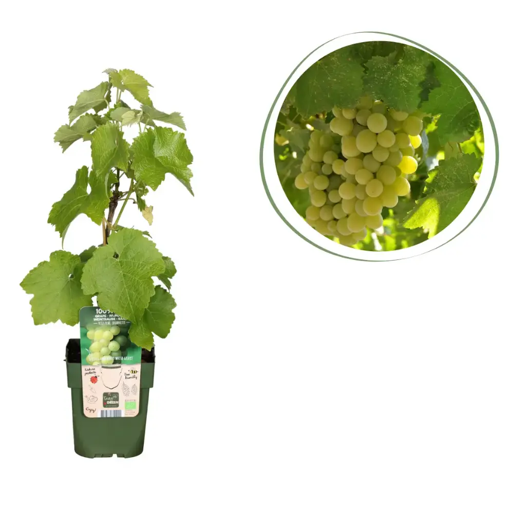 White Grape Vine - ORG