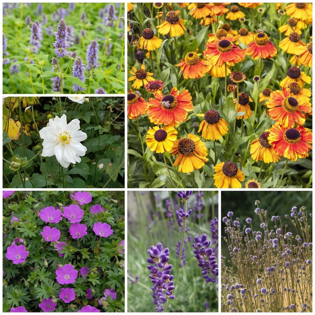 Sun Lover Perennial Garden - ORG