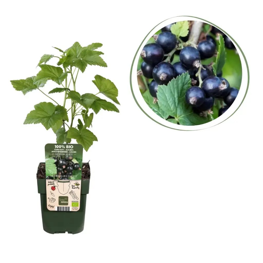 Black Currant Shrub - ORG