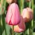 Spring flowering / Tulips