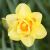 Spring flowering / Daffodils