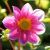 Summer flowering / Dahlias / Open heart dahlias