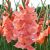 Summer flowering / Gladiolus