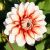 Summer flowering / Dahlias / Border dahlias compact