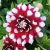 Summer flowering / Dahlias / Decorative dahlias