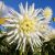 Summer flowering / Dahlias / Semi-cactus dahlias