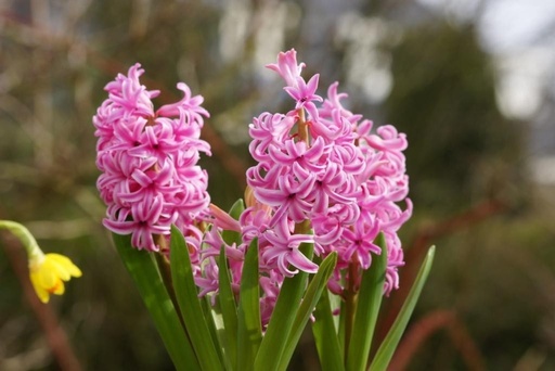 [A4003] Hyacint Pink Pearl - ORG
