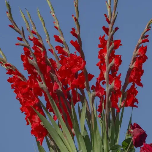 [B2012] Gladiolus Dador de Pan - ORG