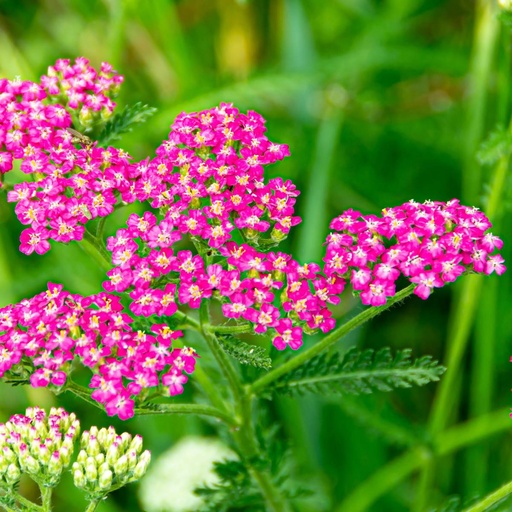 [B8068] Yarrow - Achillea Millefolium Cassis - ORG