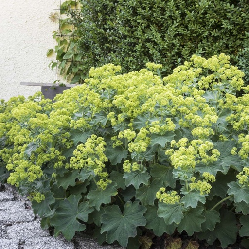 [X8069] Alchemilla Mollis - ORG