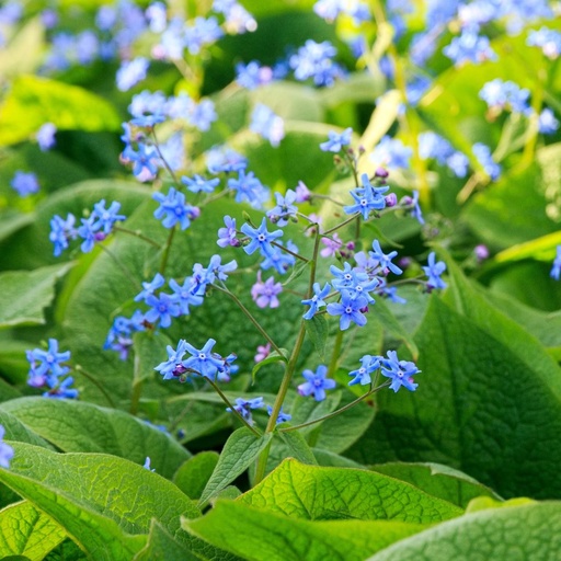 [X8070] Brunnera Alexanders Great - ORG