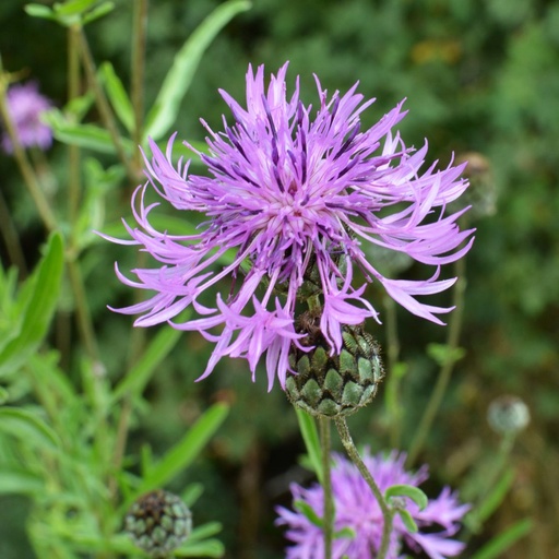 [X8071] Centaurea Scabiosa - ORG