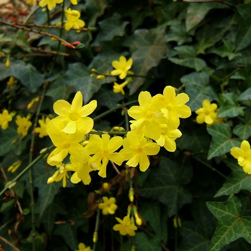 [X8402] Jasminum Nudiflorum - ORG