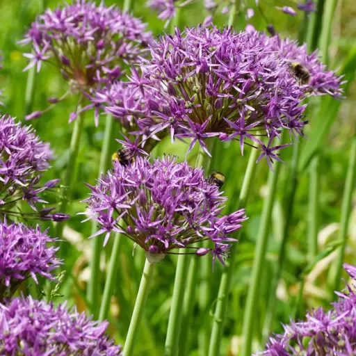 [A9064] Allium Violet Beauty - ORG