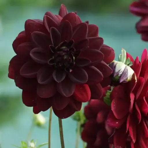 [B1047] Dahlia Arabian Night - ORG