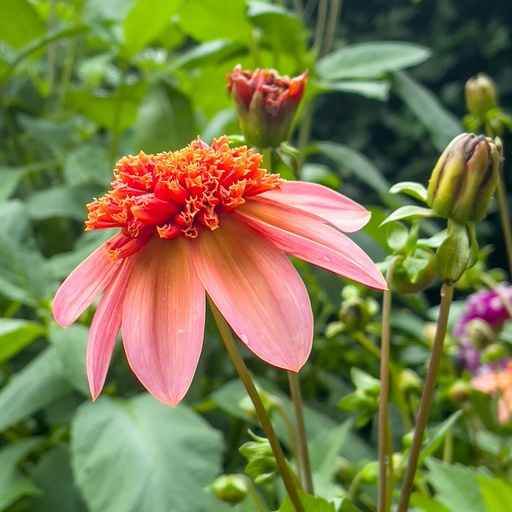 [B1051] Dahlia Totally Tangerine - ORG