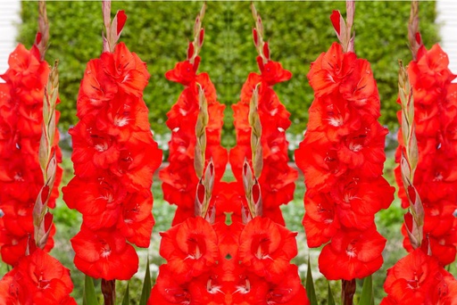 [B2015] Gladiolus Bunga - ORG