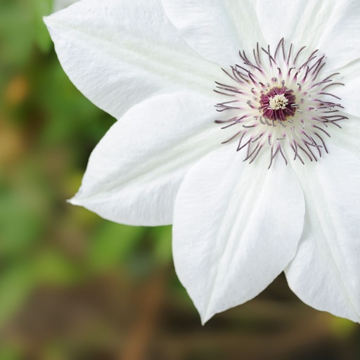 [X8404] Clematis Miss Bateman - ORG