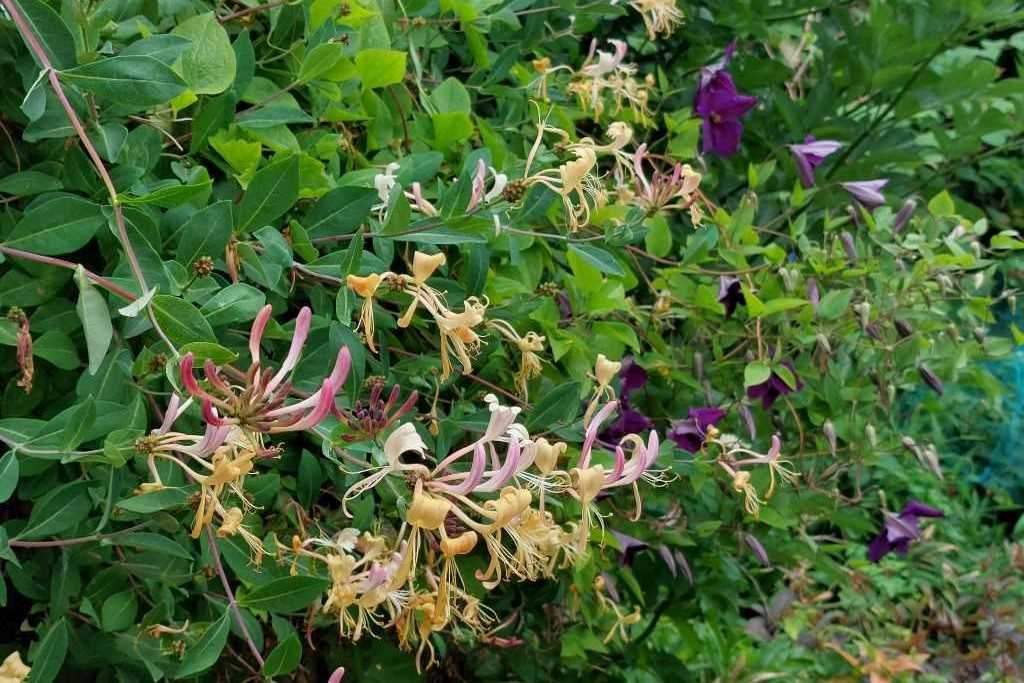 [X8405] Lonicera Periclymenum - ORG