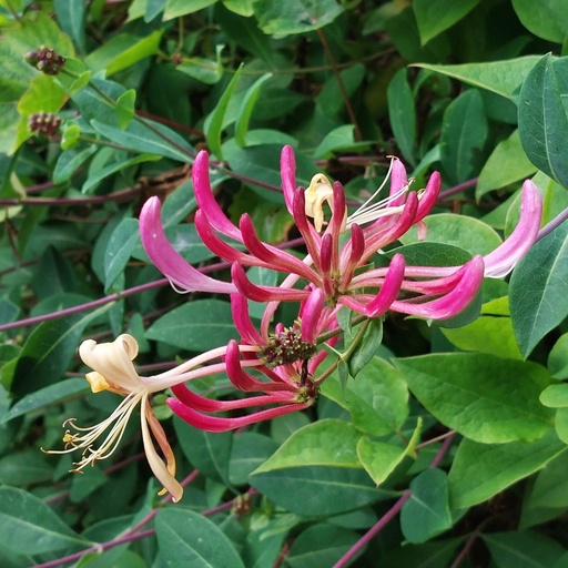 [X8405] Lonicera Periclymenum - ORG