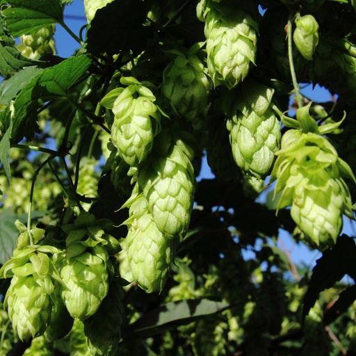 [X8406] Humulus Lupulus - ORG