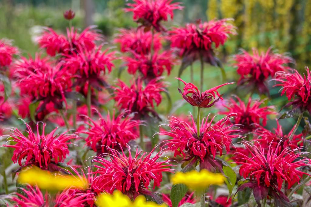 [X8075] Monarda Fireball - ORG