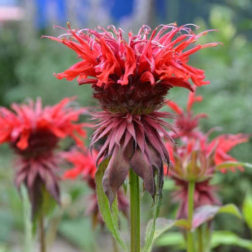 [X8075] Monarda Fireball - ORG