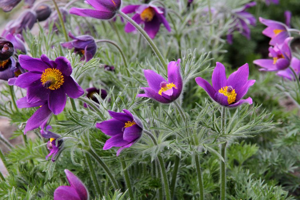 [X8076] Pulsatilla Vulgaris - ORG