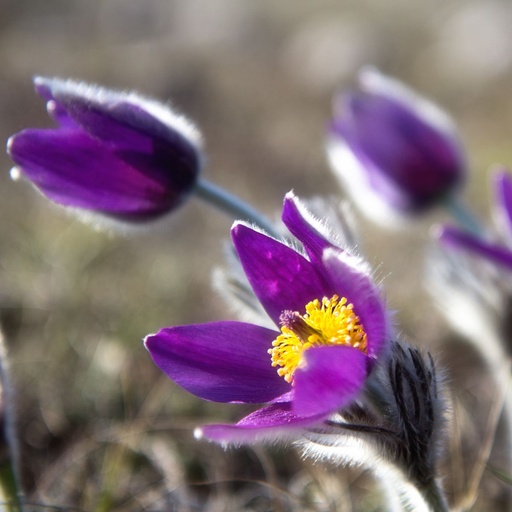 [X8076] Pulsatilla Vulgaris - ORG