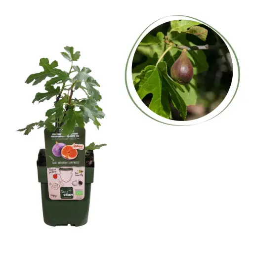 [F1014] Fig Tree - ORG