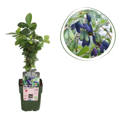 [F1015] Honeysuckle (Edible Honeyberries) - ORG